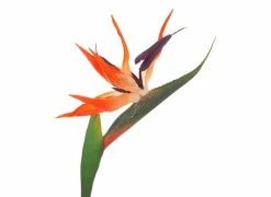 Kunsttakken|Decoratietak Vogelbek H83cm