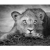 Foto op canvas Lioness 60x90cm- Andere Wanddecoratie