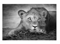 Foto op canvas Lioness 60x90cm- Andere Wanddecoratie