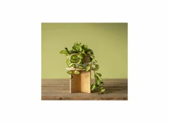 Plantenstandaard Large H19,5cm bamboe naturel- Vazen & Bloempotten|Vazen & Bloempotten